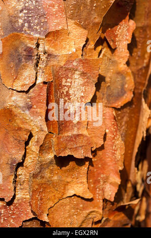 Interessante peeling scagliatori strati di corteccia colorata di paperbark acero nella luce del sole che mostra la texture e la superficie sottile Foto Stock