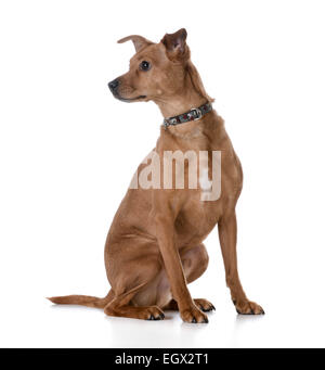 Razza dog sitter su sfondo bianco Foto Stock