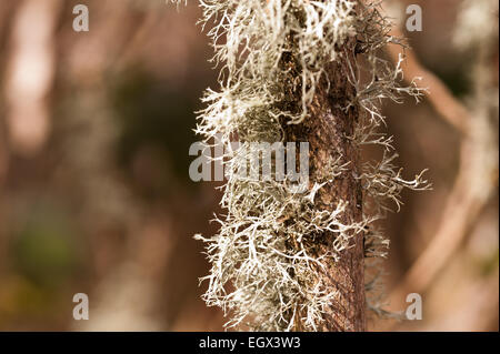 La renna Ramalina farinacea fruticose licheni e muschi crescente tra foliose licheni sulla vita di corteccia di quercia tronco di albero Foto Stock