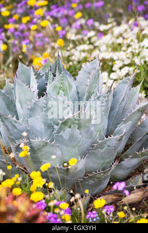 Un Agave pungenti sembra sedersi simile ad una scultura in mezzo a molla fiori selvatici in aprile a Boyce Thompson Arboretum. Foto Stock