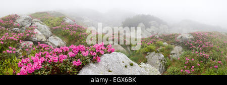 Fiori Selvatici tra rocce nella nebbia Foto Stock