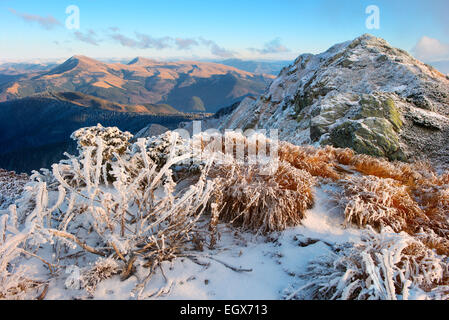 Erba, cespugli e le rocce sono coperte con il gelo e bella luce gialla Foto Stock