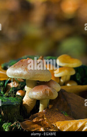 Tappo di mattone / Brick Top / Brick ciuffo di funghi (Hypholoma sublateritium / Hypholoma lateritium) Foto Stock