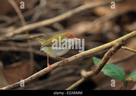 Comune (Tailorbird Orthotomus sutorius) Foto Stock