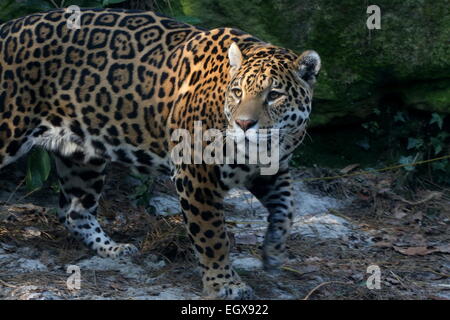 Femmina Sud Americana Jaguar (Panthera onca), close-up della testa Foto Stock