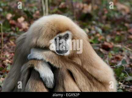 Primo piano della testa di un asiatico Lar gibbone o White-Handed gibbone (Hylobates lar) in posa a terra Foto Stock