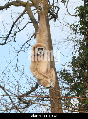 Asia maschio Lar gibbone o White-Handed gibbone (Hylobates lar) appesi ad uno arme in una struttura ad albero Foto Stock