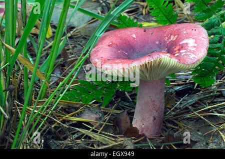 Il granchio brittlegill / funghi gamberetti / gamberi (russula Russula xerampelina / Russula erythropoda) Foto Stock