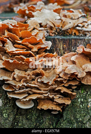 Oyster amaro / oysterling amaro / astringente panu / luminescente (panellus Panellus stipticus / Agaricus stypticus) Foto Stock