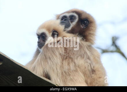 Asian Lar Gibbons o White-Handed gibbons (Hylobates lar), la madre e il bambino a zoo Emmen, Paesi Bassi Foto Stock