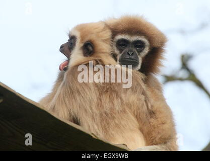 Asian Lar Gibbons o White-Handed gibbons (Hylobates lar), la madre e il bambino a zoo Emmen, Paesi Bassi Foto Stock