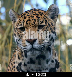 Femmina Sud Americana Jaguar (Panthera onca) Foto Stock