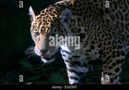 Femmina Sud Americana Jaguar (Panthera onca) leccare le sue labbra Foto Stock