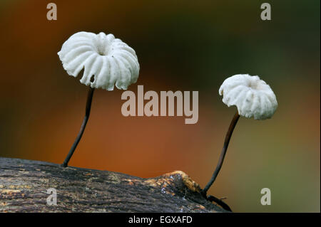 La girandola a fungo con spallamento / Parachute funghi (Marasmius rotula / Agaricus rotula) Foto Stock