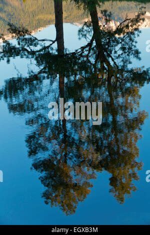 Ponderosa Pine Trees riflettendo in uno stagno in Giuseppe, Oregon. Stati Uniti d'America. molla Foto Stock