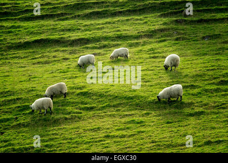 Pecore al pascolo su una collina. Glenariff. L'Irlanda del Nord. Foto Stock