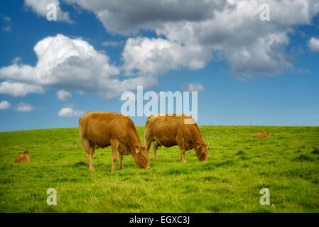 Le mucche al pascolo in pascolo. L'Irlanda. Foto Stock