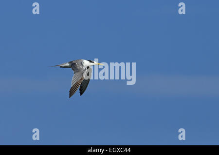 Maggiore Crested Tern (sterna bergii) Foto Stock