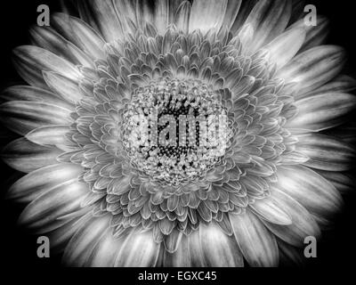 Close up di Gerbera fiore Foto Stock