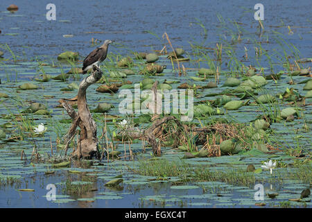 A testa grigia Aquila pesce (Haliaeetus ichthyaetus) Foto Stock