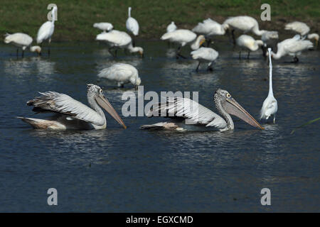 Spot-fatturati Pellicano (Pelecanus philippensis) Foto Stock