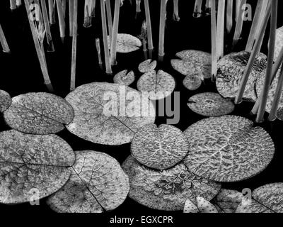 Giglio di acqua foglie in stagno. Oregon Foto Stock