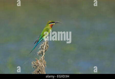 Blu-tailed Gruccione (Merops philippinus) Foto Stock