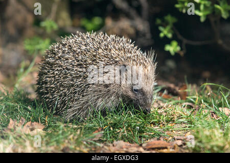 Riccio (Erinaceus europaeus) foraggio per il cibo in erba corta Foto Stock