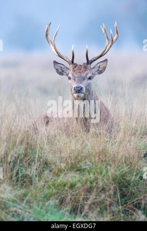 Giovani Il cervo (Cervus elaphus) stag posa in prati Foto Stock