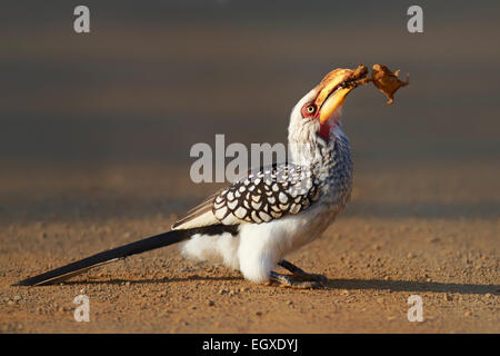 Southern yellowbilled hornbill (Tockus leucomelas) mangiare una rana - Parco Nazionale Kruger (Sud Africa) Foto Stock