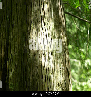 Close up del tronco di un albero con verde muschio Foto Stock