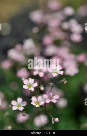 Rosa pallido Gypsophila repens con dolce fiori su steli sottili. Morbido sfondo sfocato. Foto Stock