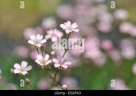 Rosa pallido Gypsophila repens con dolce fiori su steli sottili. Morbido sfondo sfocato. Foto Stock