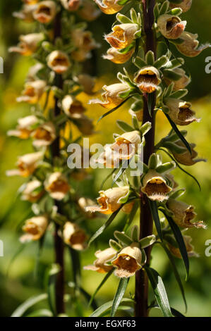 Digitalis Ferruginea (Rusty Foxglove). Un perenne Foxglove con giallo e fiori d'arancio. Foto Stock
