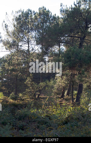 Foresta di pino silvestre alberi cui Canford Heath Poole Dorset Inghilterra Foto Stock