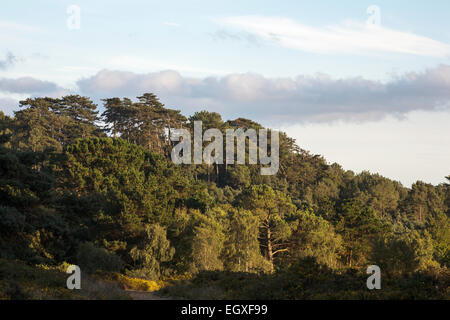 Foresta di pino silvestre alberi cui Canford Heath Poole Dorset Inghilterra Foto Stock