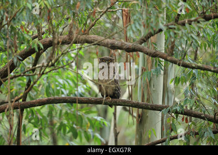 Brown pesce civetta (Ketupa zeylonensis) Foto Stock