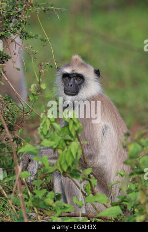 Tufted Langur grigio (Semnopithecus priamo priamo) Foto Stock