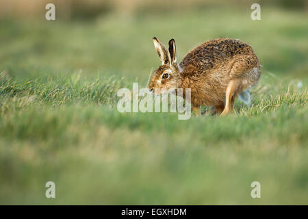 Brown lepre (Lepus europaeus) esegue la ricerca di una femmina durante l'accoppiamento stagione nel mese di marzo Foto Stock
