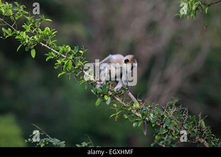 Tufted Langur grigio (Semnopithecus priamo priamo) Foto Stock