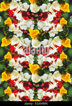 Sfondo di diverso colore fiori fresia Foto Stock