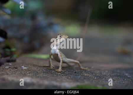 Sri Lanka Kangaroo Lizard (Otocryptis wiegmanni) Foto Stock