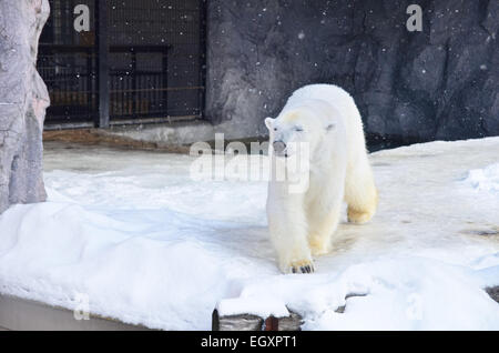 Orso polare in Asahiyama Zoo Foto Stock