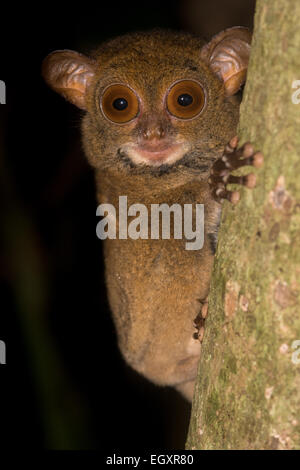 Un selvaggio della Horsfield tarsier (Cephalopachus bancanus) aderisce al lato di un albero nella giungla di Danum Valley in Borneo. Foto Stock