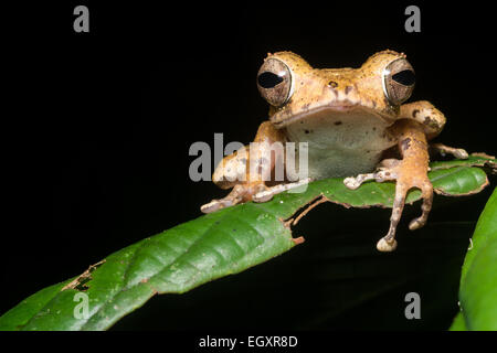 Un Collett la raganella (Polypedates colletti) da Danum Valley nel Borneo malaysiano. Foto Stock