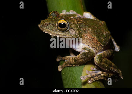 Un frilled raganella (Kurixalus appendiculatus) posatoi su alcuni vegetazione nella giungla Bornean. Foto Stock