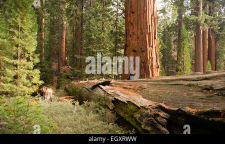 Un albero abbattuto si siede accanto a un uno in piedi in una densa foresta Foto Stock