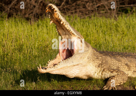 Coccodrillo del Nilo (Crocodylus niloticus) con la bocca aperta Foto Stock