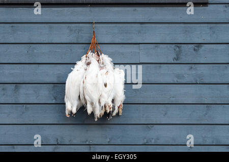 Morto rock Svalbard pernici bianche Foto Stock