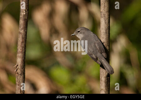 Bianco-eyed slaty flycatcher (Melaenornis fischeri) Foto Stock